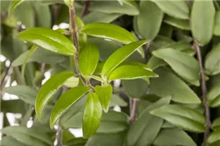 Aeschynanthus - Schamblume Aeschynanthus - Schamblume