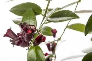Aeschynanthus - Schamblume Aeschynanthus - Schamblume