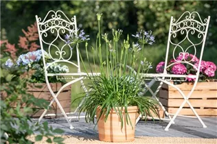 Agapanthus africanus 'Atlantic Ocean' - Garten-Schmucklilie 'Atlantic Ocean'