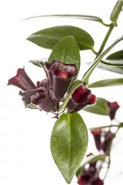 Aeschynanthus - Schamblume Aeschynanthus - Schamblume