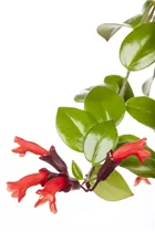 Aeschynanthus - Schamblume Aeschynanthus - Schamblume