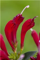 Aeschynanthus - Schamblume Aeschynanthus - Schamblume