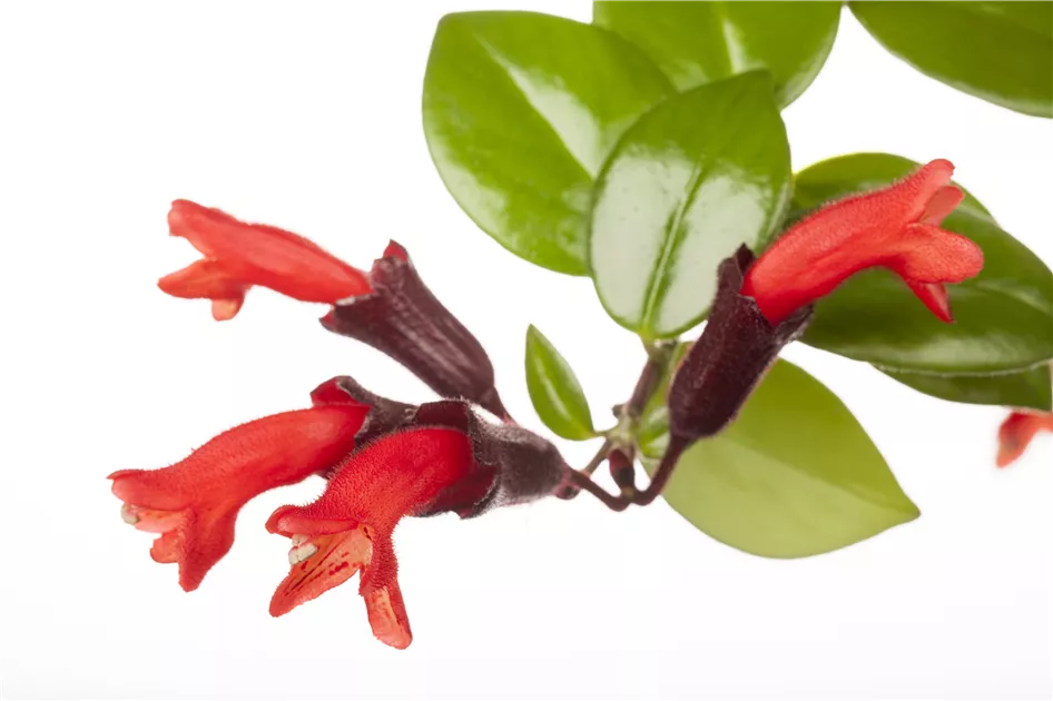 zimmerpflanze große rote blüten Hibiskus 