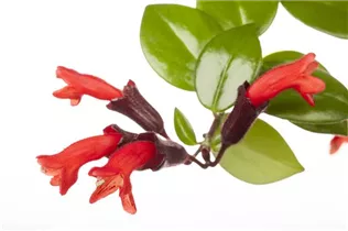 Aeschynanthus - Schamblume Aeschynanthus - Schamblume