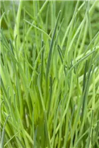 Allium schoenoprasum 'Nelly' - Schnittlauch 'Nelly'