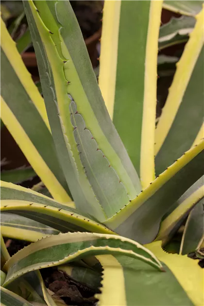 agave titanota variegata Agave titanota Banana Peel main image 1