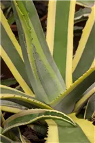 Agave americana - Amerikanische Agave Agave americana - Amerikanische Agave