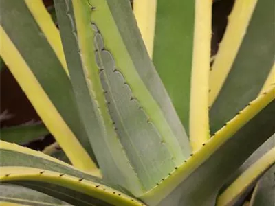 Agave americana - Amerikanische Agave Agave americana - Amerikanische Agave