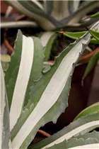 Agave americana - Amerikanische Agave Agave americana - Amerikanische Agave