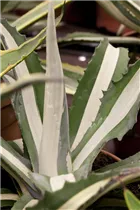 Agave americana - Amerikanische Agave Agave americana - Amerikanische Agave