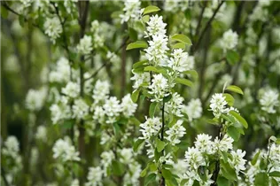 Amelanchier ovalis 'Edelweiss' - Felsenbirne 'Edelweiss' Amelanchier ovalis 'Edelweiss' - Felsenbirne 'Edelweiss'