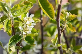 Amelanchier alnifolia 'Northline' - Felsenbirne 'Northline'