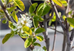 Amelanchier alnifolia 'Northline' - Felsenbirne 'Northline'