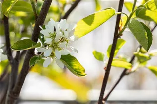 Amelanchier alnifolia 'Northline' - Felsenbirne 'Northline'