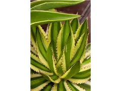 Agave lophantha - Agave Agave lophantha - Agave