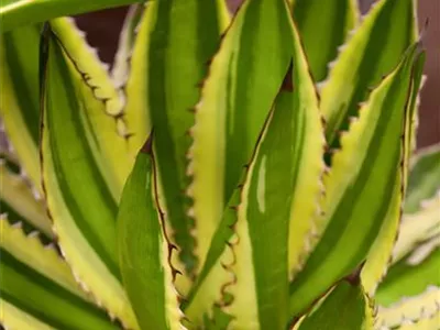 Agave lophantha - Agave Agave lophantha - Agave