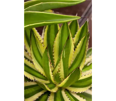 Agave lophantha - Agave Agave lophantha - Agave