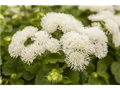 Ageratum 'BUMBLE'® - Ageratum 'BUMBLE'® Ageratum 'BUMBLE'® - Ageratum 'BUMBLE'®