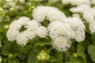 Ageratum 'BUMBLE'® - Ageratum 'BUMBLE'® Ageratum 'BUMBLE'® - Ageratum 'BUMBLE'®