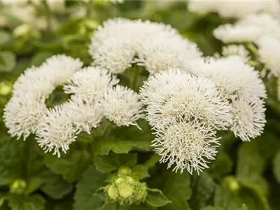 Ageratum 'BUMBLE'® - Ageratum 'BUMBLE'® Ageratum 'BUMBLE'® - Ageratum 'BUMBLE'®