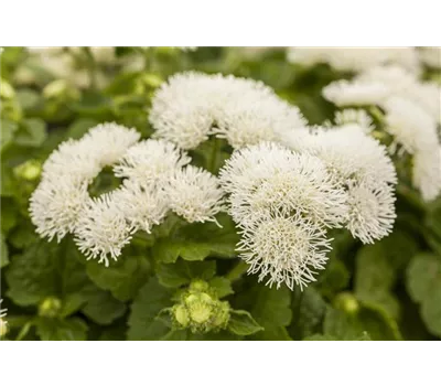 Ageratum 'BUMBLE'® - Ageratum 'BUMBLE'® Ageratum 'BUMBLE'® - Ageratum 'BUMBLE'®