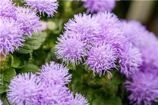 Ageratum 'BUMBLE'® - Ageratum 'BUMBLE'® Ageratum 'BUMBLE'® - Ageratum 'BUMBLE'®
