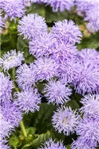 Ageratum 'BUMBLE'® - Ageratum 'BUMBLE'® Ageratum 'BUMBLE'® - Ageratum 'BUMBLE'®