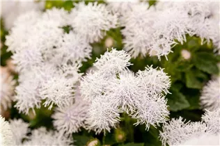 Ageratum 'BUMBLE'® - Ageratum 'BUMBLE'® Ageratum 'BUMBLE'® - Ageratum 'BUMBLE'®