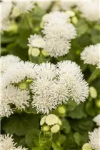 Ageratum 'BUMBLE'® - Ageratum 'BUMBLE'® Ageratum 'BUMBLE'® - Ageratum 'BUMBLE'®
