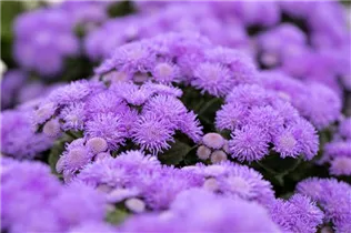 Ageratum 'BUMBLE'® - Ageratum 'BUMBLE'® Ageratum 'BUMBLE'® - Ageratum 'BUMBLE'®