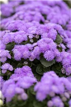 Ageratum 'BUMBLE'® - Ageratum 'BUMBLE'® Ageratum 'BUMBLE'® - Ageratum 'BUMBLE'®