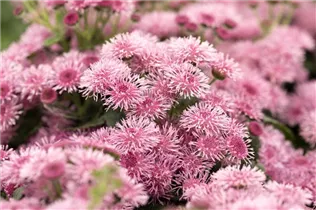 Ageratum 'BUMBLE'® - Ageratum 'BUMBLE'® Ageratum 'BUMBLE'® - Ageratum 'BUMBLE'®