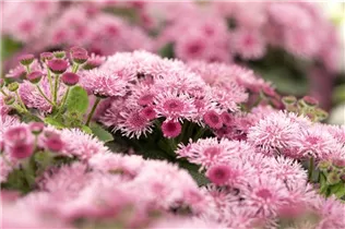 Ageratum 'BUMBLE'® - Ageratum 'BUMBLE'® Ageratum 'BUMBLE'® - Ageratum 'BUMBLE'®
