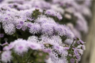Ageratum 'BUMBLE'® - Ageratum 'BUMBLE'® Ageratum 'BUMBLE'® - Ageratum 'BUMBLE'®