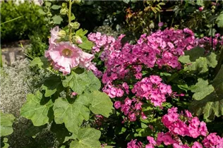 Alcea rosea, rosa - Alcea rosea, rosa Alcea rosea, rosa - Alcea rosea, rosa