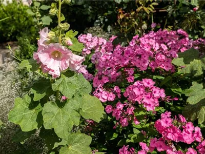 Alcea rosea, rosa - Alcea rosea, rosa Alcea rosea, rosa - Alcea rosea, rosa
