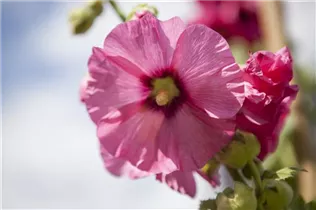 Alcea rosea, rosa - Alcea rosea, rosa Alcea rosea, rosa - Alcea rosea, rosa
