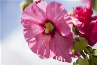 Alcea rosea, rosa - Alcea rosea, rosa Alcea rosea, rosa - Alcea rosea, rosa