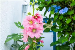 Alcea rosea, rosa - Alcea rosea, rosa Alcea rosea, rosa - Alcea rosea, rosa