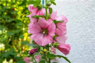 Alcea rosea, rosa - Alcea rosea, rosa Alcea rosea, rosa - Alcea rosea, rosa