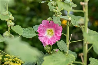 Alcea rosea, rosa - Alcea rosea, rosa Alcea rosea, rosa - Alcea rosea, rosa