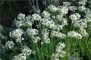 Allium tuberosum 'Neko' - Schnittknoblauch 'Neko' Allium tuberosum 'Neko' - Schnittknoblauch 'Neko'