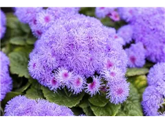 Ageratum houstonianum - Leberbalsam Ageratum houstonianum - Leberbalsam