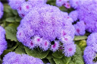 Ageratum houstonianum - Leberbalsam Ageratum houstonianum - Leberbalsam