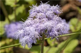 Ageratum houstonianum - Leberbalsam Ageratum houstonianum - Leberbalsam