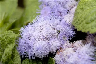 Ageratum houstonianum - Leberbalsam Ageratum houstonianum - Leberbalsam