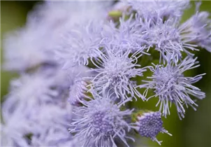 Ageratum houstonianum - Leberbalsam Ageratum houstonianum - Leberbalsam