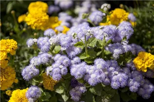 Ageratum houstonianum - Leberbalsam Ageratum houstonianum - Leberbalsam