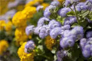Ageratum houstonianum - Leberbalsam Ageratum houstonianum - Leberbalsam