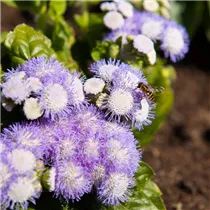 Ageratum houstonianum - Leberbalsam Ageratum houstonianum - Leberbalsam